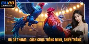 Đá gà Thomo